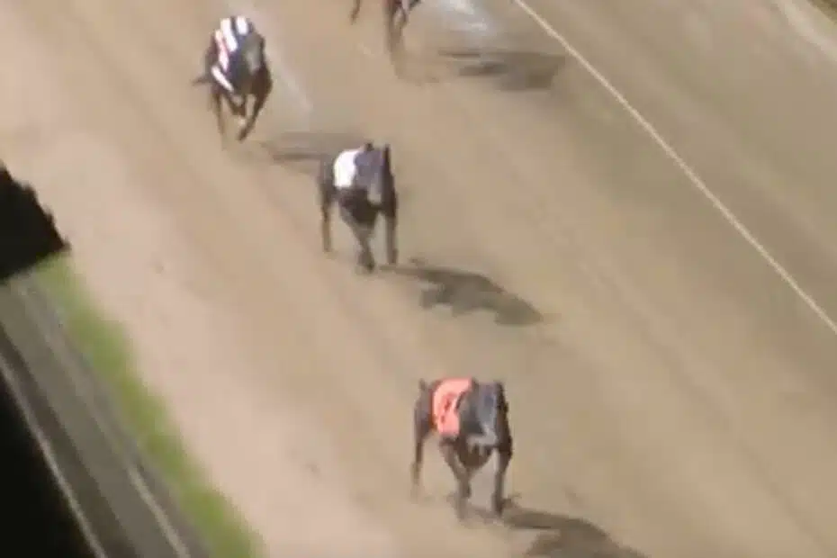 Screenshot of Swift Comrade's lifetime form and recent race replay details showing his win on October 29th