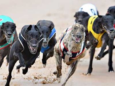 Aus-Greyhounds Aussie greyhound racing